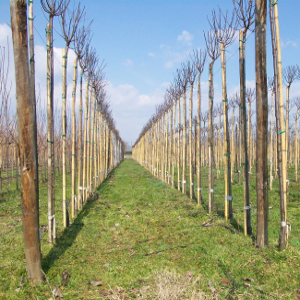 STU tutore cannetta bambu 240cm 03