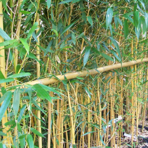 STU tutore cannetta bambu 240cm 04