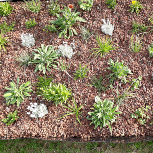 perennials40 005