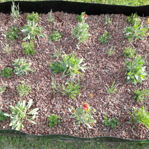 perennials40 006
