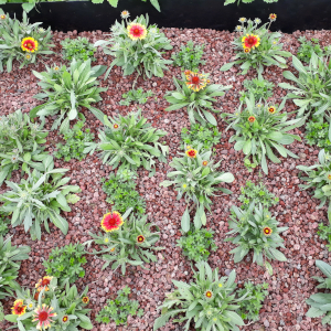 perennials40 007