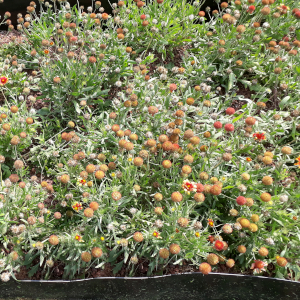 perennials40 009